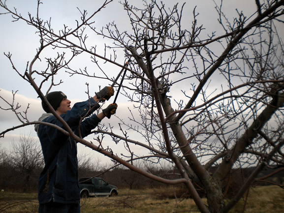 Farm Orchard