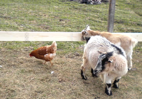 Goats chickens