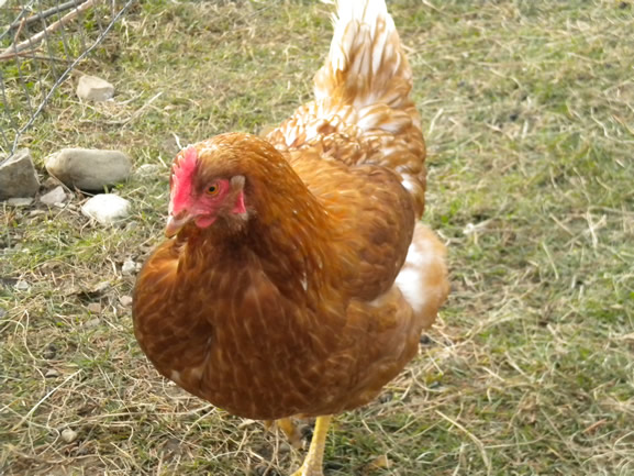 chicken