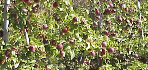 apple orchard