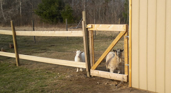 Farm Animal Petting Zoo Boston West Newbury Worcester